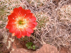 Lobivia hertrichiana