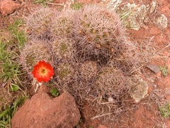 Lobivia hertrichiana