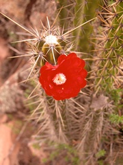 Corryocactus erectus
