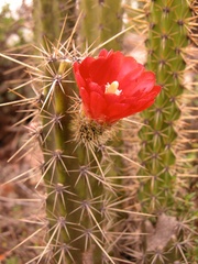 Corryocactus erectus
