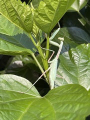 Stagmomantis limbata