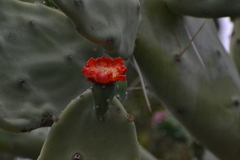 Opuntia quimilo