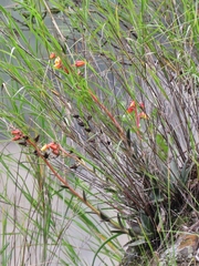 Echeveria backebergii