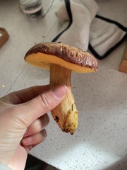 Boletus smithii