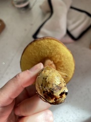 Boletus smithii