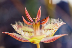 Calochortus tiburonensis