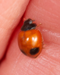 Exochomus marginipennis