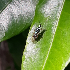 Neanalcocerus hortulanus