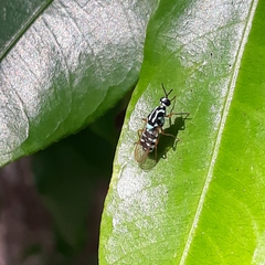 Neanalcocerus hortulanus