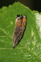 Dichrorampha plumbana