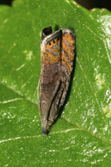 Dichrorampha plumbana