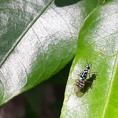 Neanalcocerus hortulanus