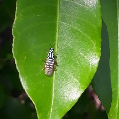 Neanalcocerus hortulanus