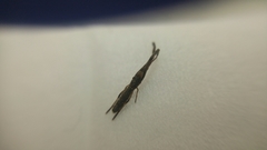 Miagrammopes orientalis