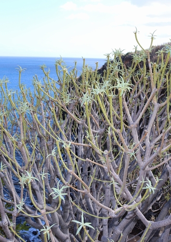 Fish-stunning Spurge