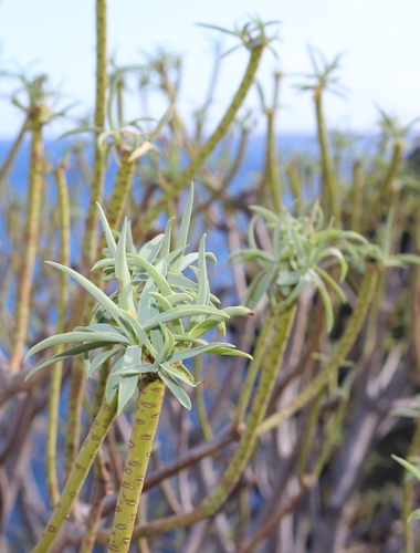 Fish-stunning Spurge