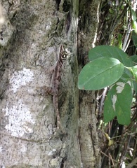 Anolis lucius