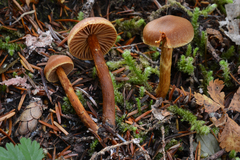 Cortinarius gentilis