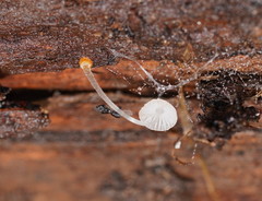 Mycena carmeliana