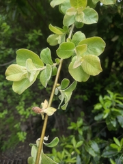 Salix × reichardtii