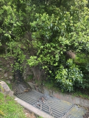 Salix × reichardtii