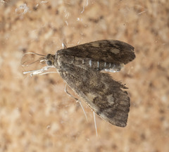 Anania plectilis