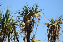 Pandanus spiralis