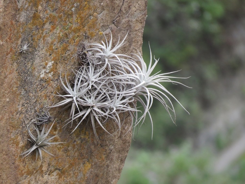 Image of Tillandsia tectorum by (c) Annika Lindqvist, some rights reserved (CC BY)