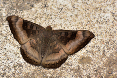 Emesis saturata