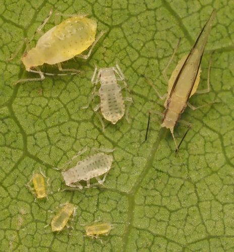 Nearctic Oak Aphids