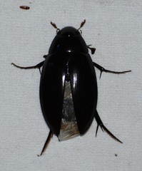 Hydrophilus insularis