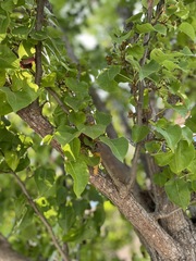 Alnus cordata