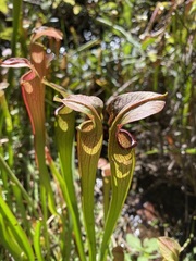 Sarracenia jonesii