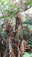 Dicksonia lanata