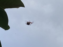 Arachnida