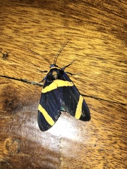 Viviennea flavicincta