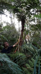 Dicksonia lanata