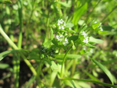 Valerianella locusta