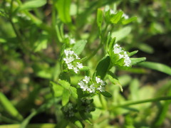 Valerianella locusta