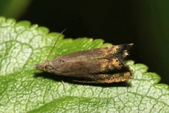 Dichrorampha plumbana