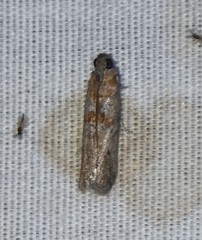 Caristanius decoloralis