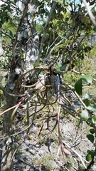 Tillandsia pseudobaileyi
