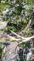 Tillandsia pseudobaileyi