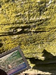 Chrysothrix candelaris