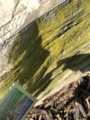 Chrysothrix candelaris