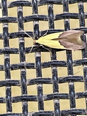 Opogona protodoxa