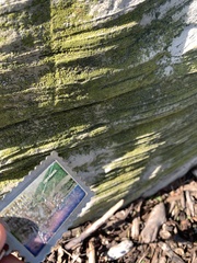 Chrysothrix candelaris