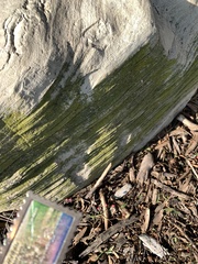 Chrysothrix candelaris