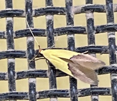 Opogona protodoxa