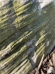 Chrysothrix candelaris